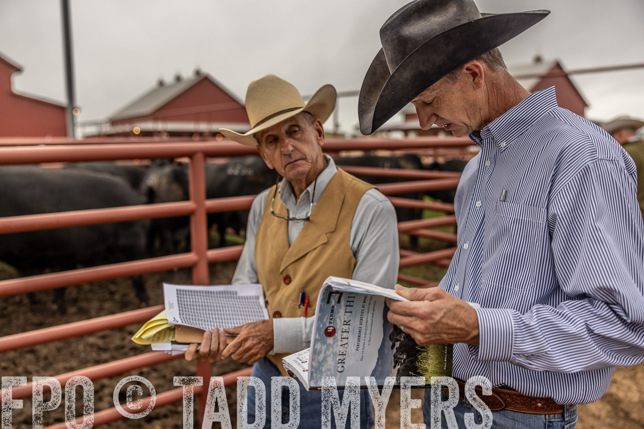 TMyers_FallBullSale_Cameron_Oct2023-515076
