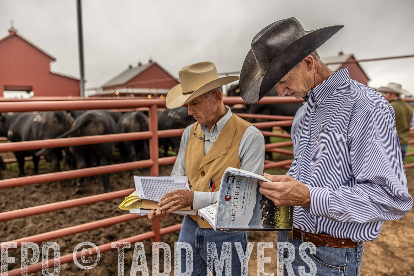 TMyers_FallBullSale_Cameron_Oct2023-515079