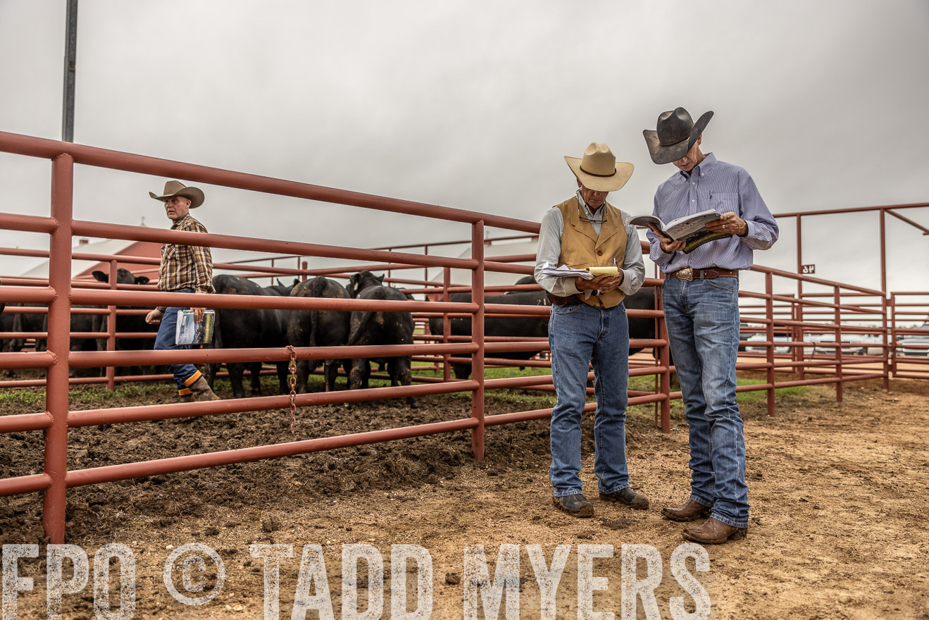 TMyers_FallBullSale_Cameron_Oct2023-515095