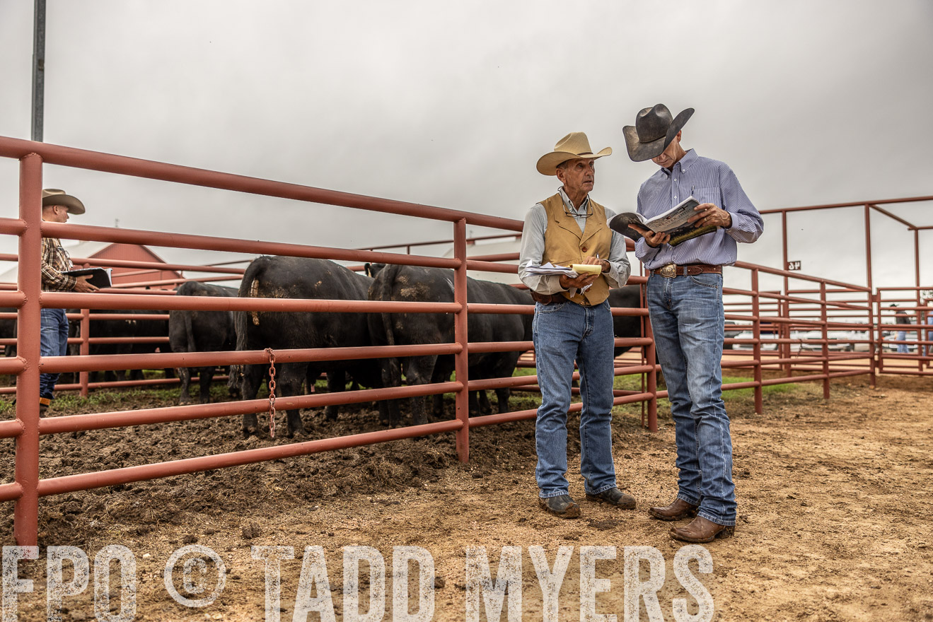 TMyers_FallBullSale_Cameron_Oct2023-515102