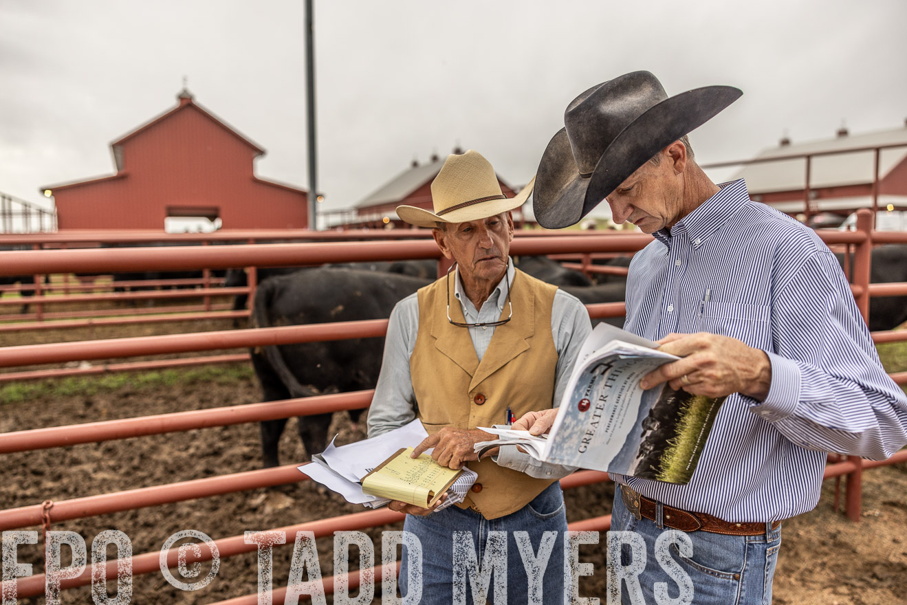 TMyers_FallBullSale_Cameron_Oct2023-515107