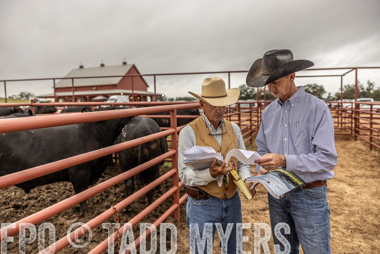 TMyers_FallBullSale_Cameron_Oct2023-515139