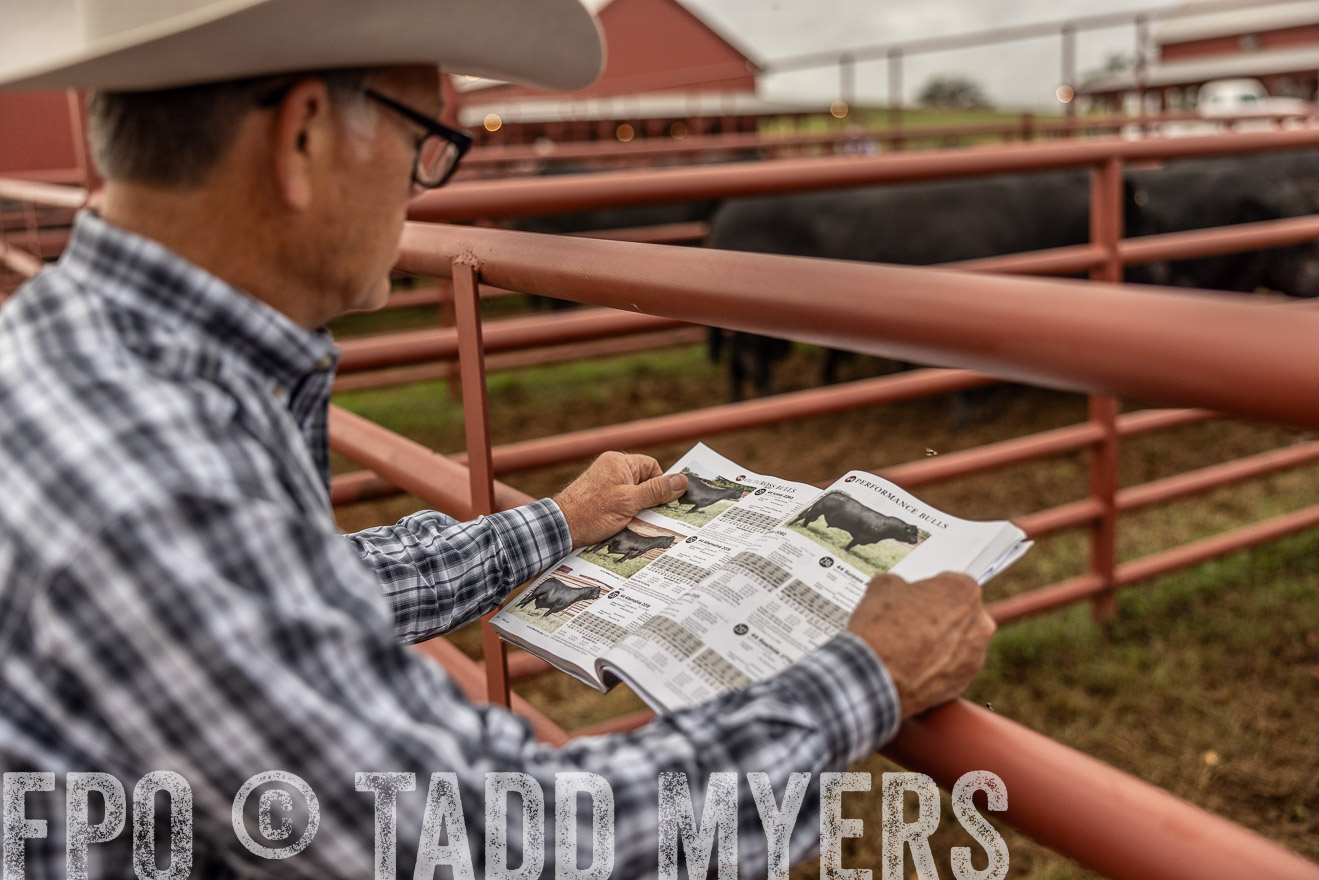 TMyers_FallBullSale_Cameron_Oct2023-515187