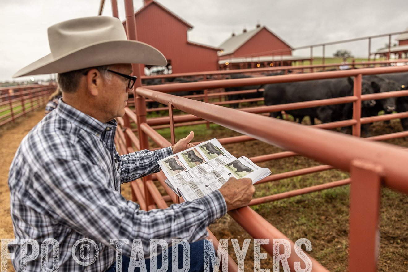 TMyers_FallBullSale_Cameron_Oct2023-515191