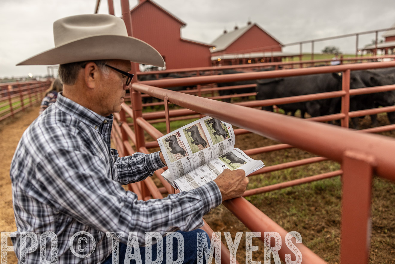 TMyers_FallBullSale_Cameron_Oct2023-515192