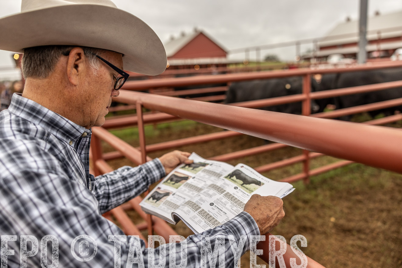 TMyers_FallBullSale_Cameron_Oct2023-515208