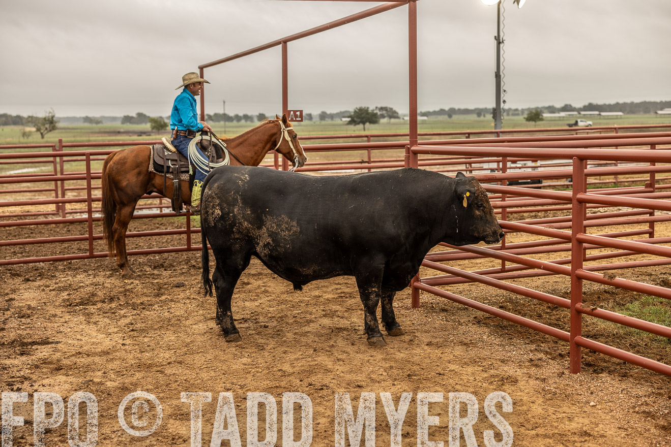 TMyers_FallBullSale_Cameron_Oct2023-515225