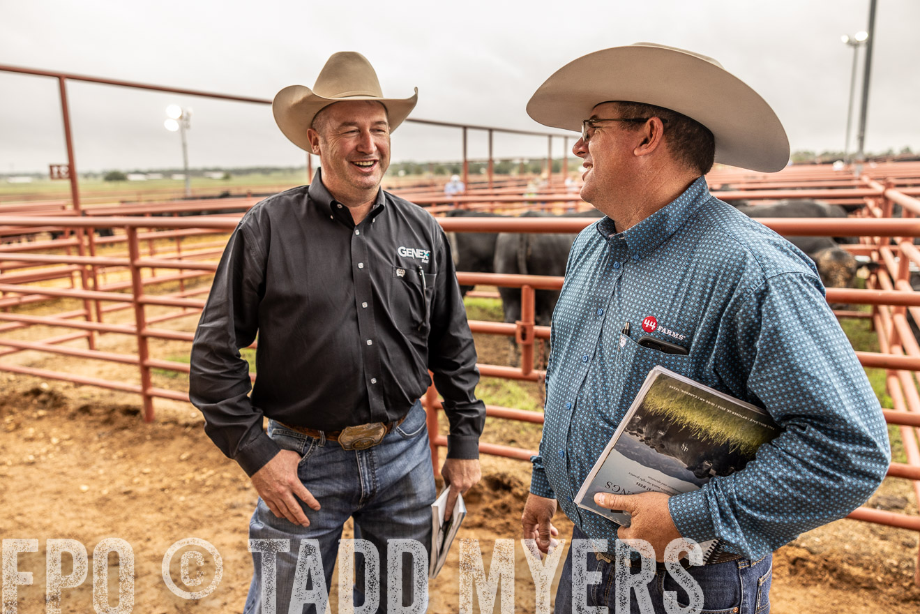 TMyers_FallBullSale_Cameron_Oct2023-515260