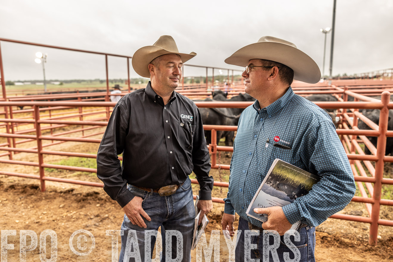 TMyers_FallBullSale_Cameron_Oct2023-515266