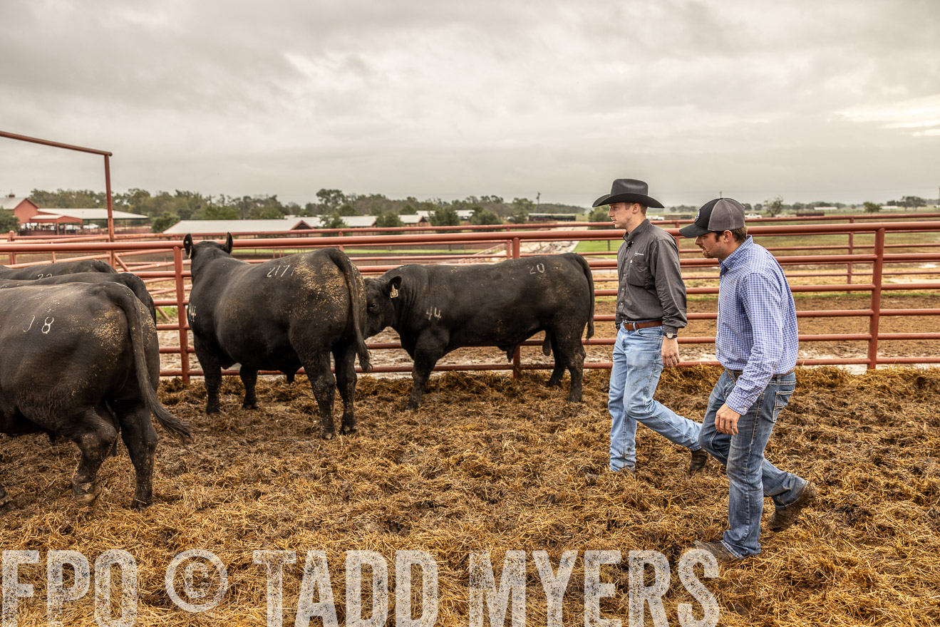 TMyers_FallBullSale_Cameron_Oct2023-515313