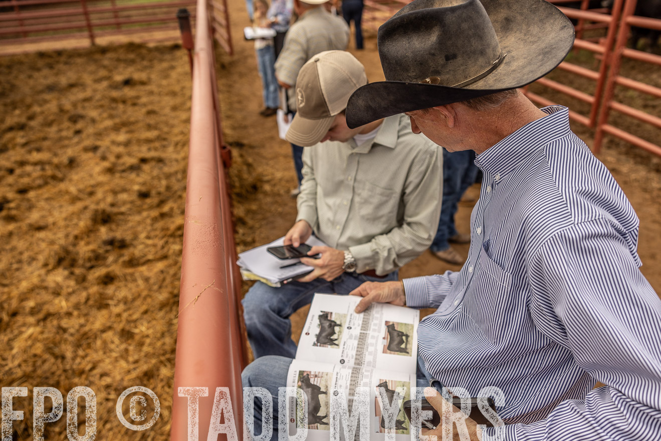 TMyers_FallBullSale_Cameron_Oct2023-515371