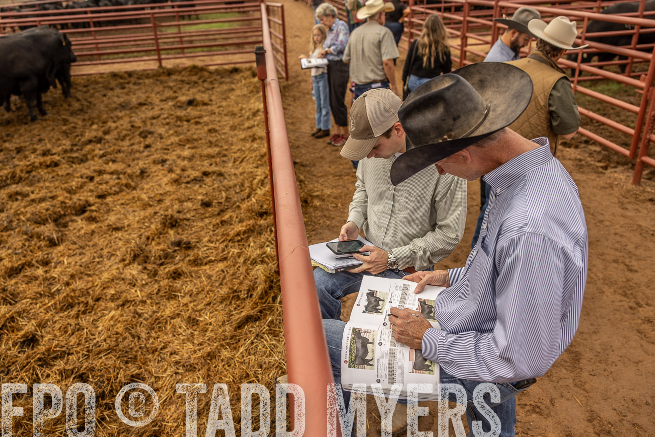 TMyers_FallBullSale_Cameron_Oct2023-515374