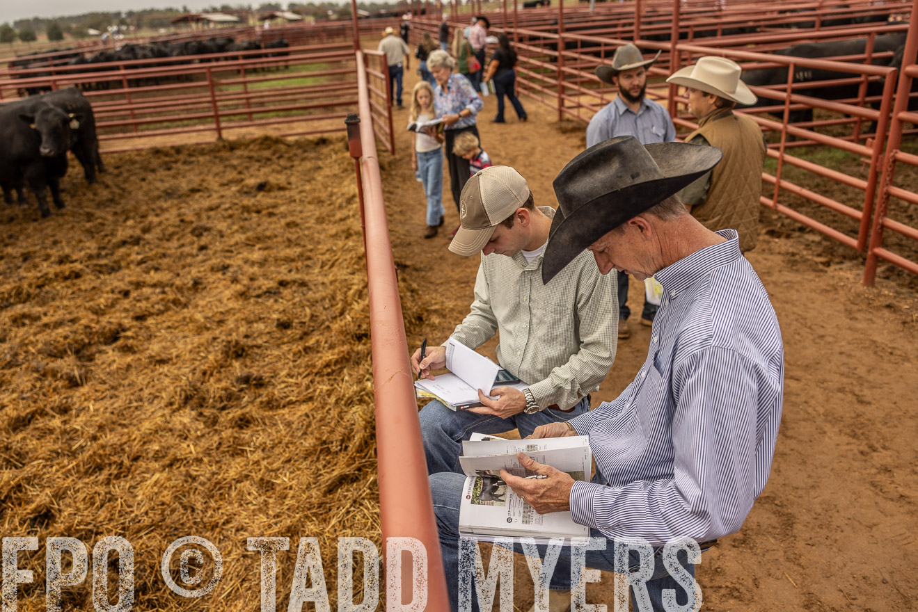 TMyers_FallBullSale_Cameron_Oct2023-515382