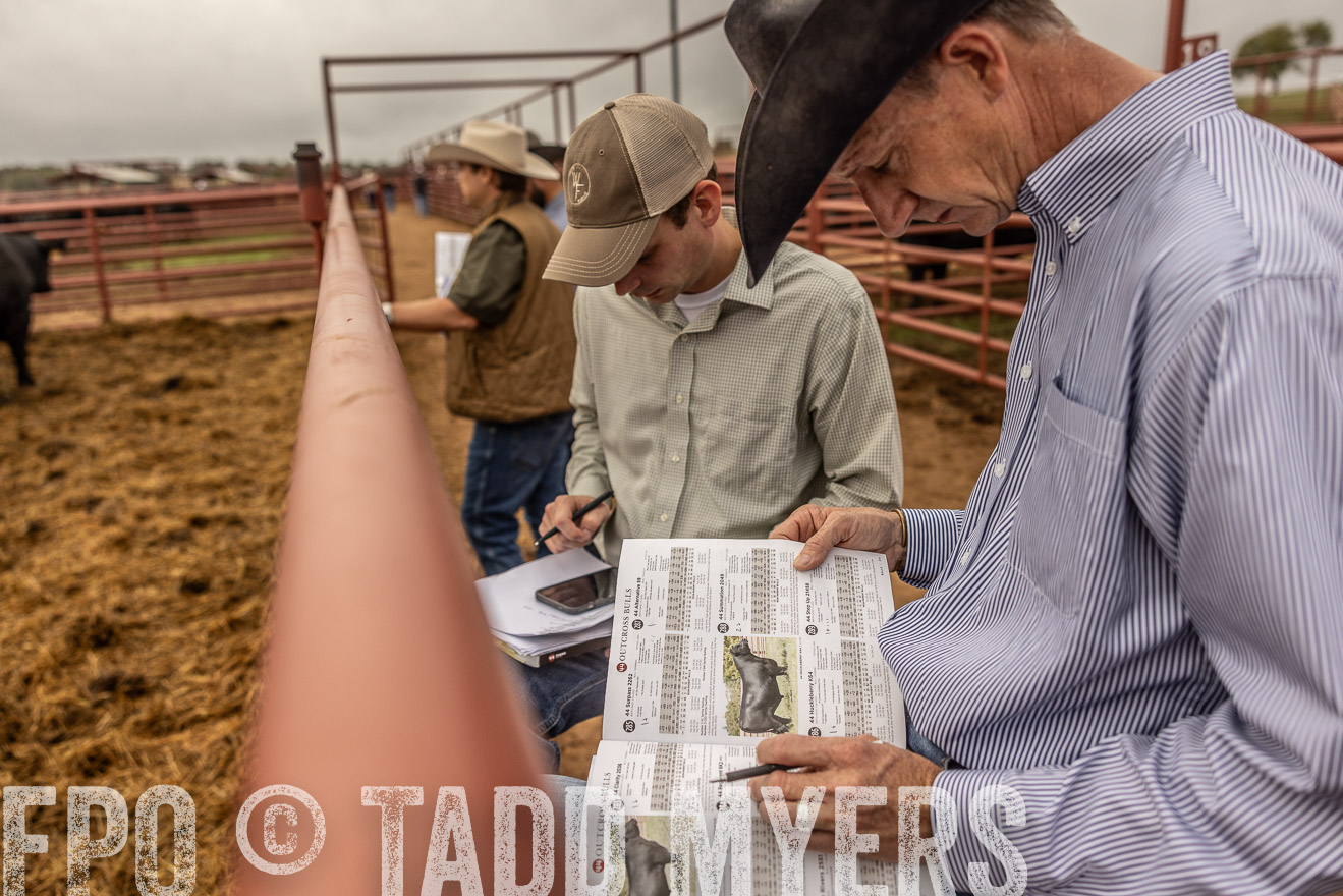TMyers_FallBullSale_Cameron_Oct2023-515388