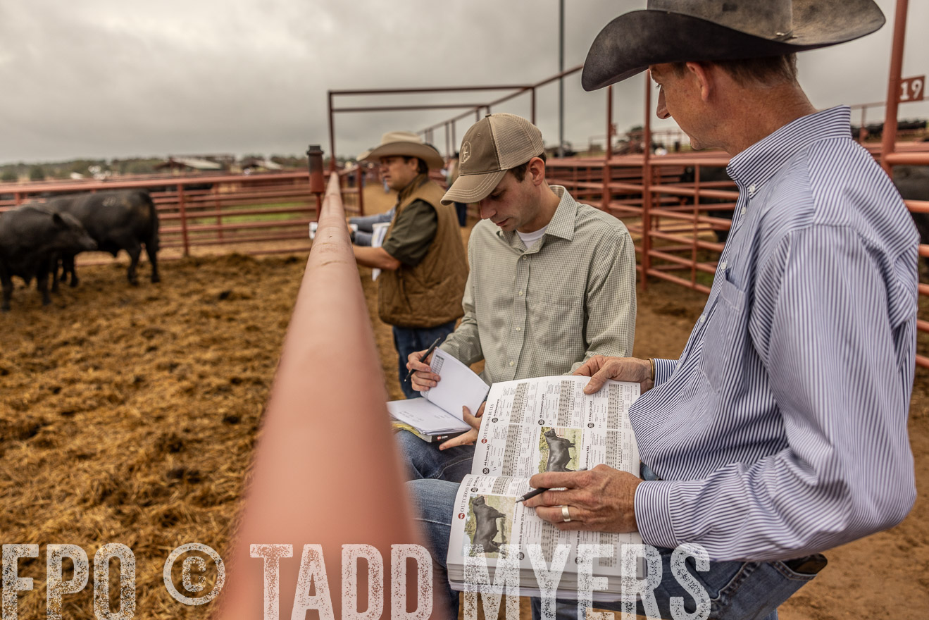 TMyers_FallBullSale_Cameron_Oct2023-515392