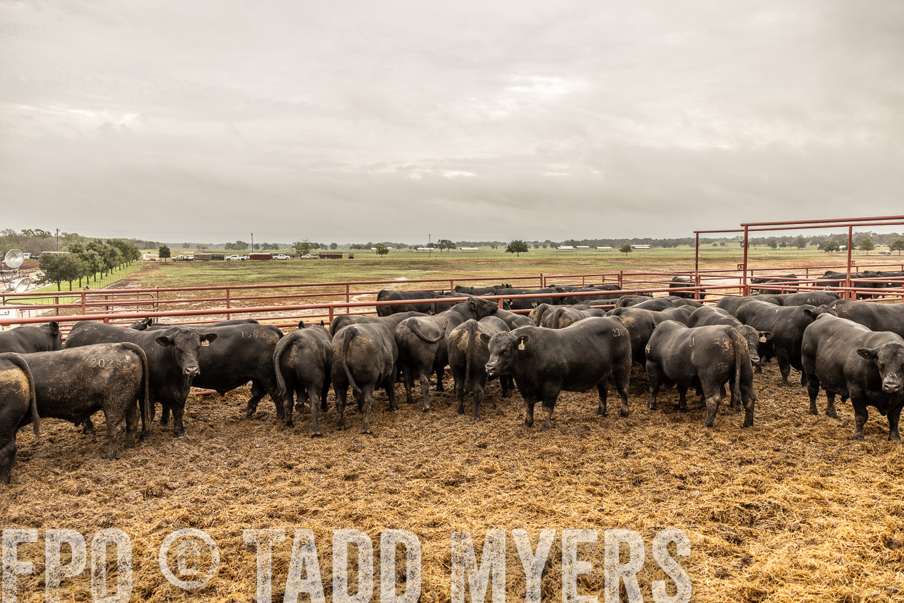 TMyers_FallBullSale_Cameron_Oct2023-515410