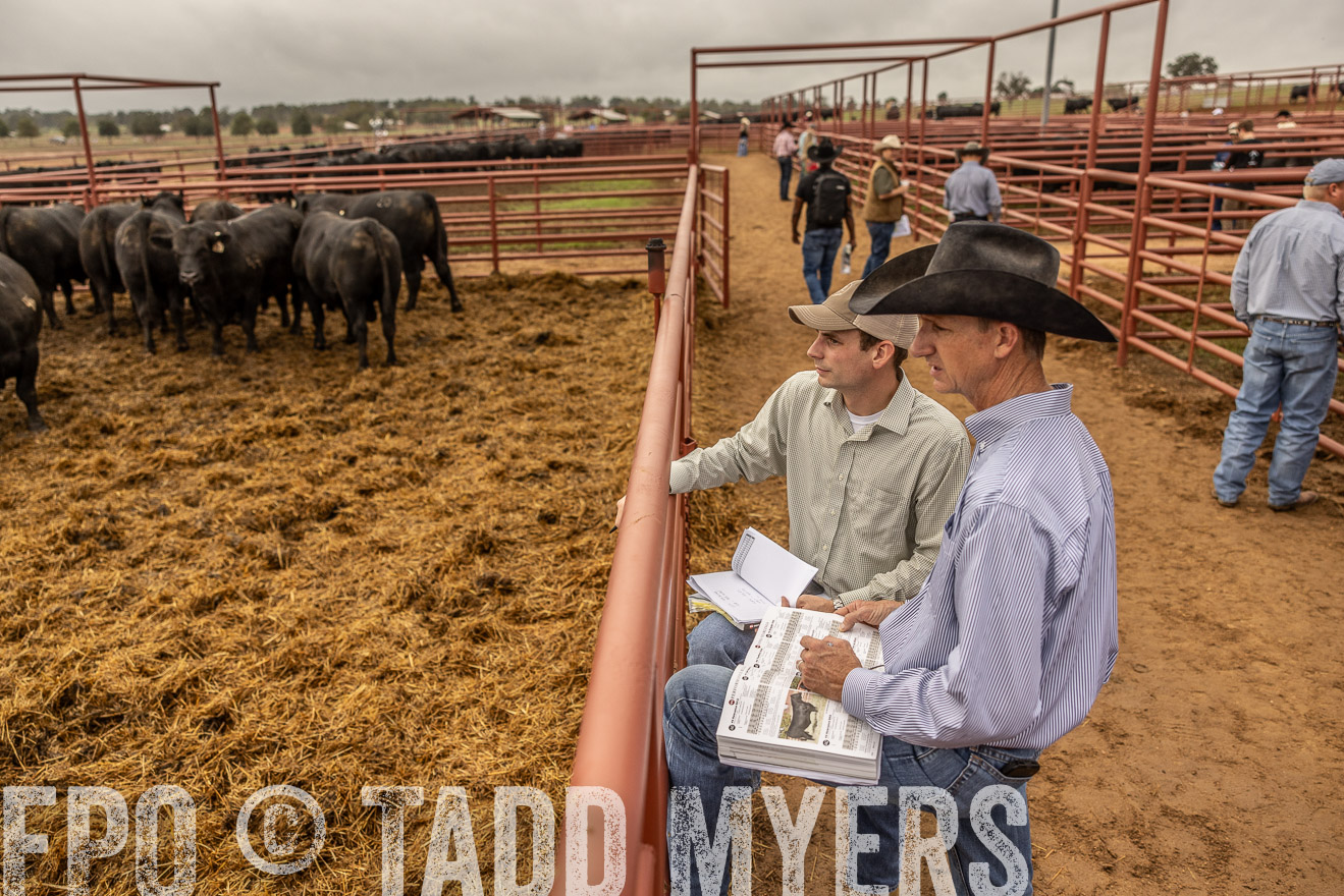 TMyers_FallBullSale_Cameron_Oct2023-515417