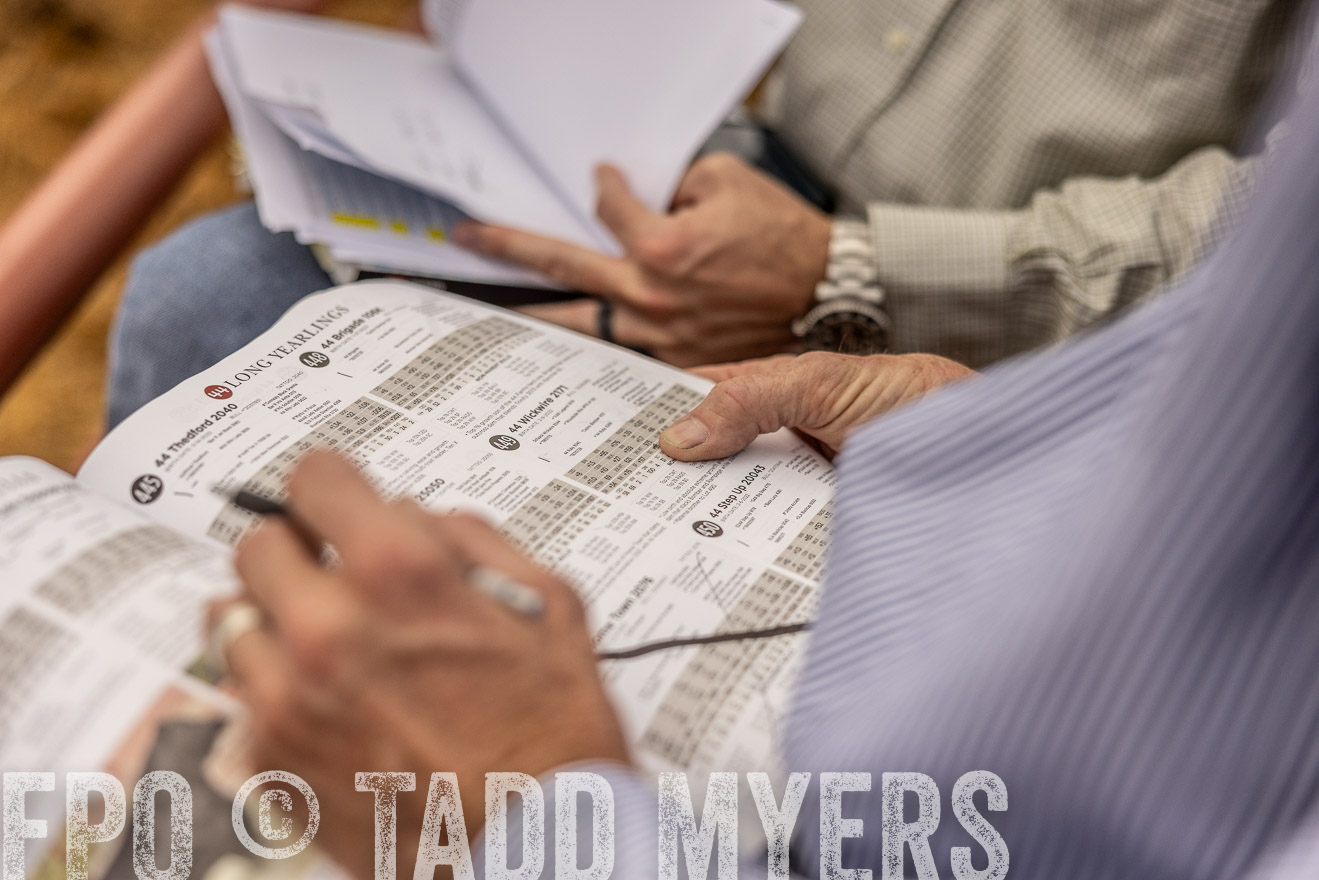 TMyers_FallBullSale_Cameron_Oct2023-515430