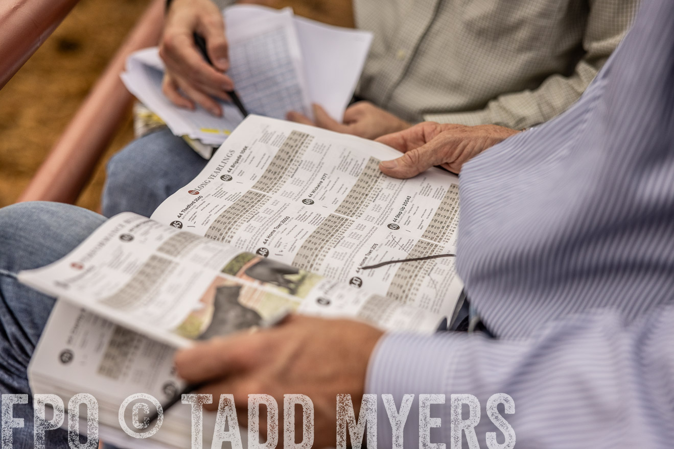 TMyers_FallBullSale_Cameron_Oct2023-515435