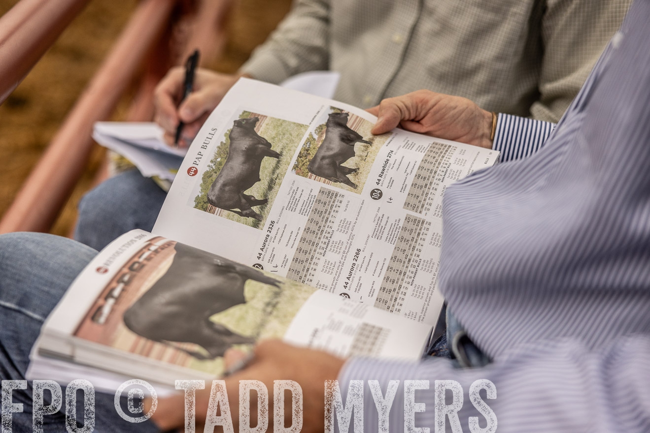 TMyers_FallBullSale_Cameron_Oct2023-515442