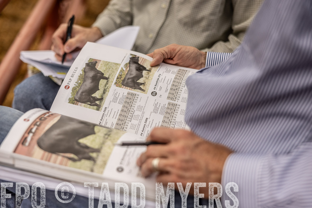 TMyers_FallBullSale_Cameron_Oct2023-515444