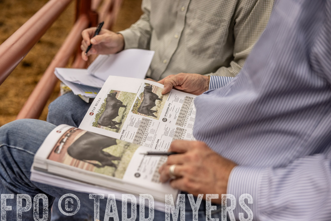 TMyers_FallBullSale_Cameron_Oct2023-515446