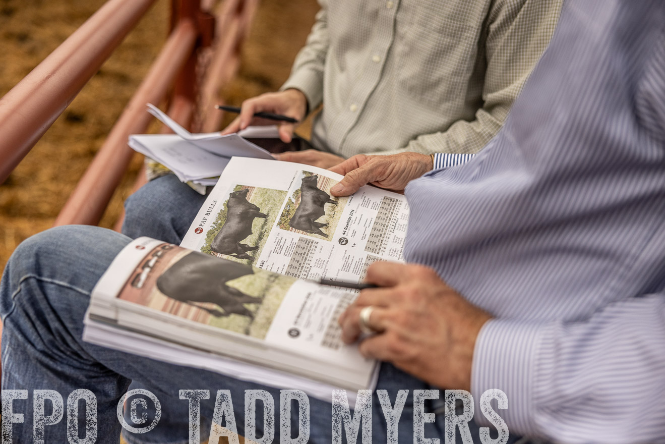TMyers_FallBullSale_Cameron_Oct2023-515448