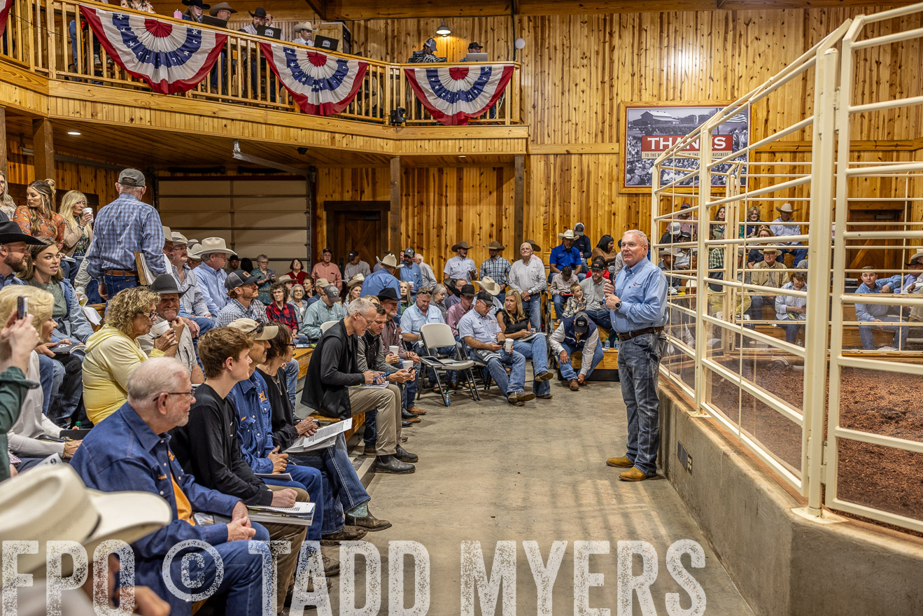 TMyers_FallBullSale_Cameron_Oct2023-515532