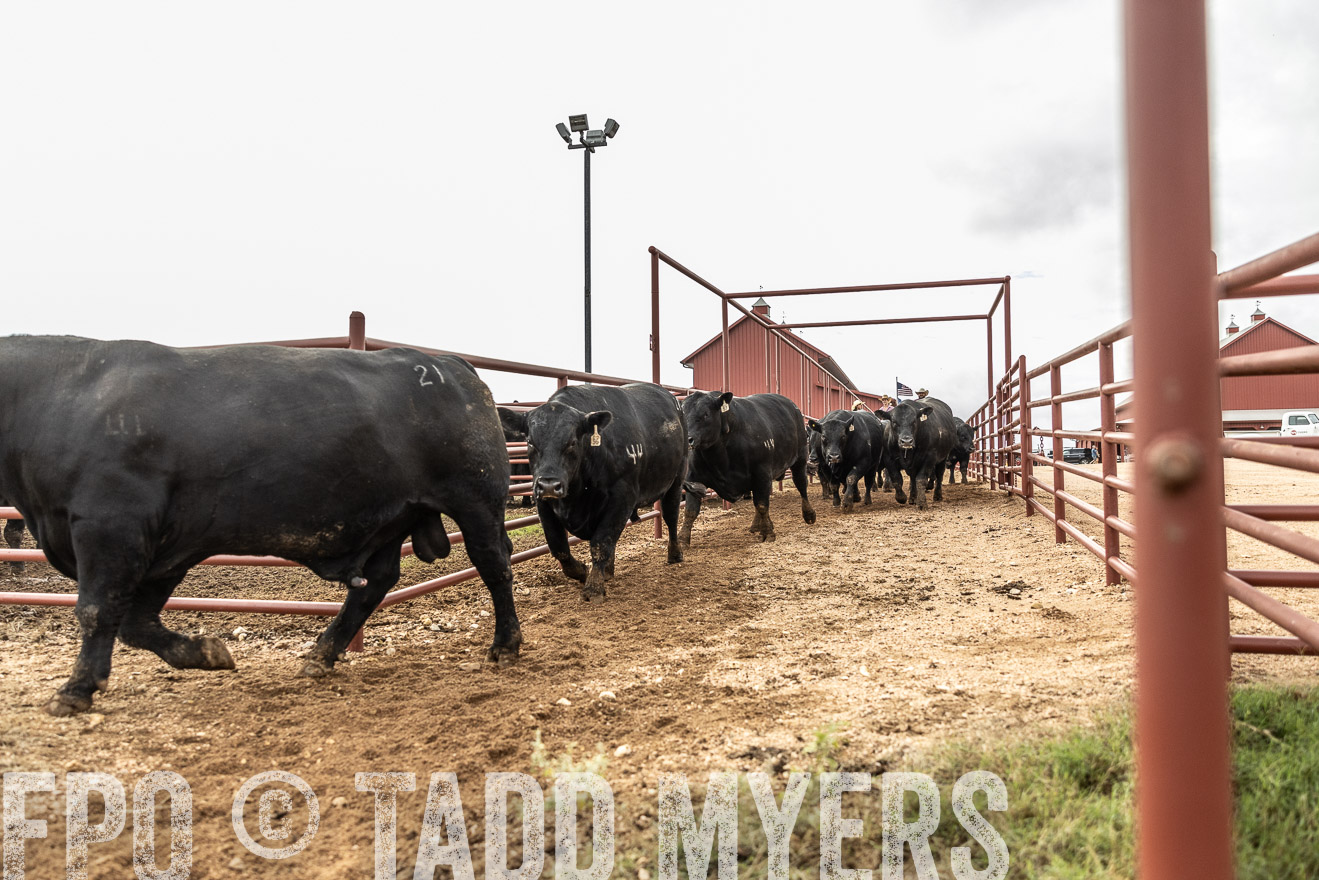 TMyers_FallBullSale_Cameron_Oct2023-515536