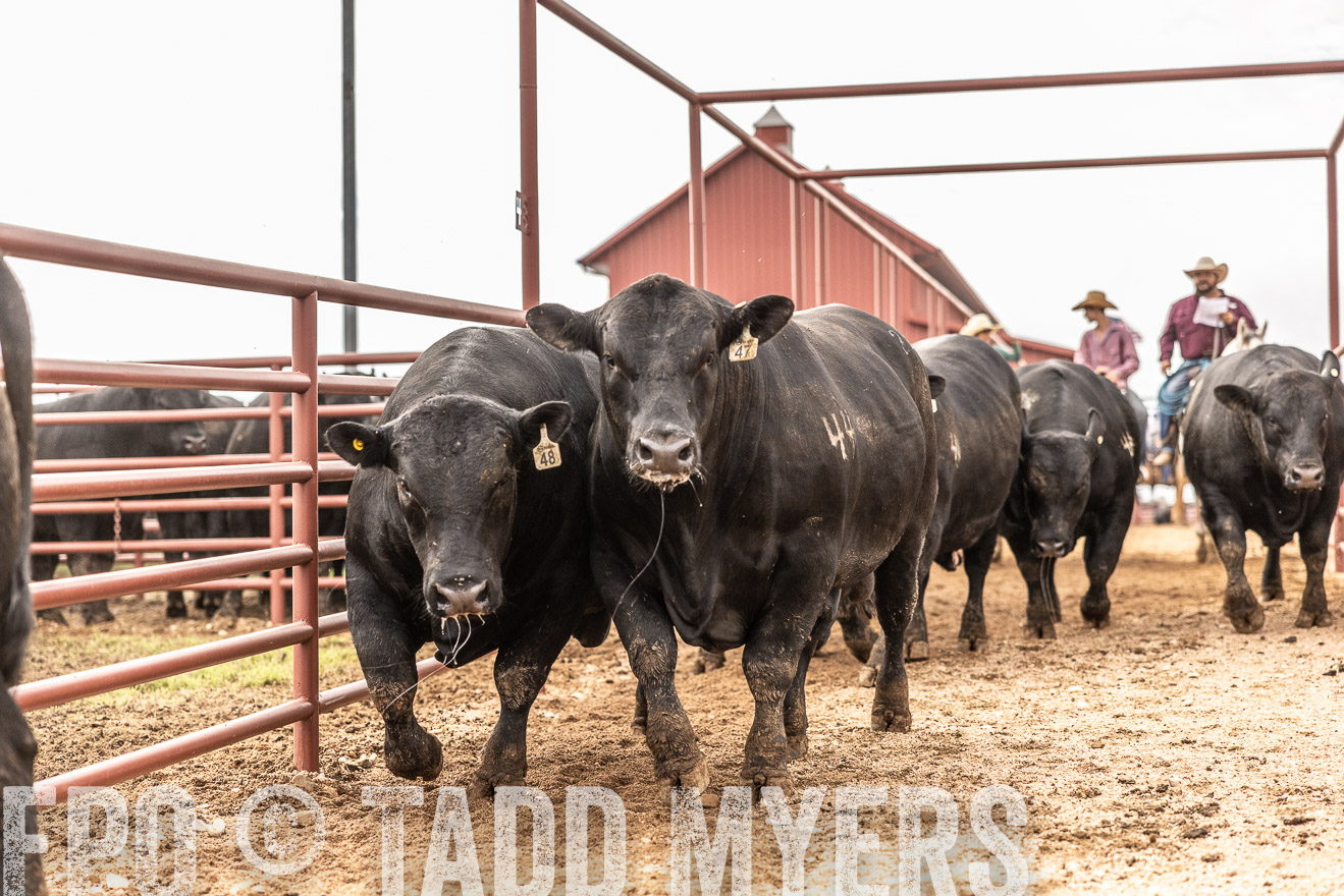 TMyers_FallBullSale_Cameron_Oct2023-515537