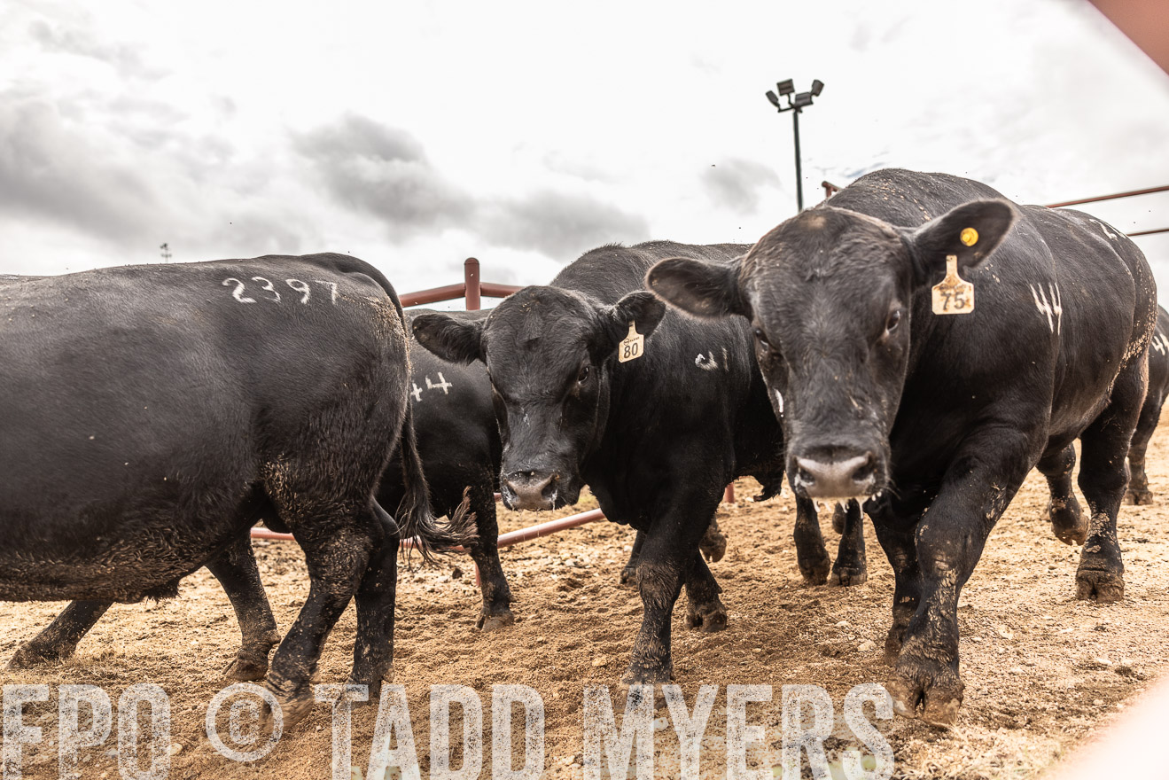 TMyers_FallBullSale_Cameron_Oct2023-515572