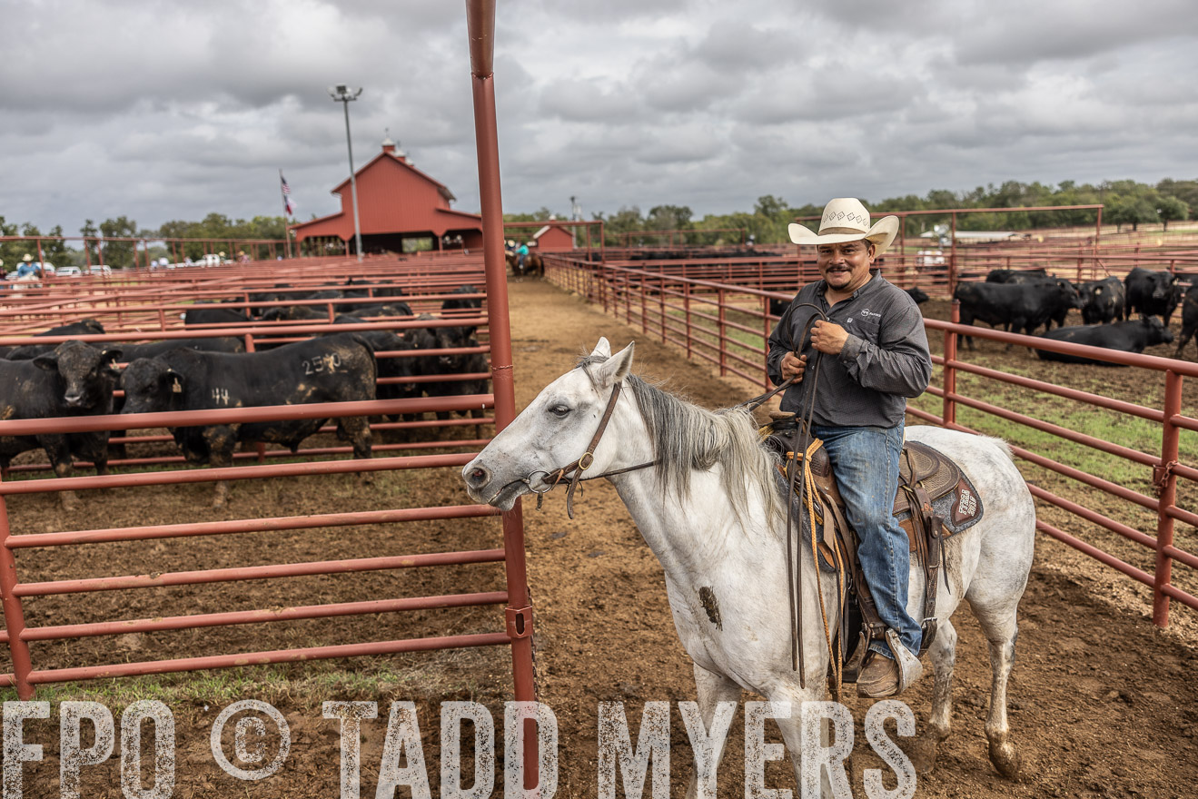 TMyers_FallBullSale_Cameron_Oct2023-515606