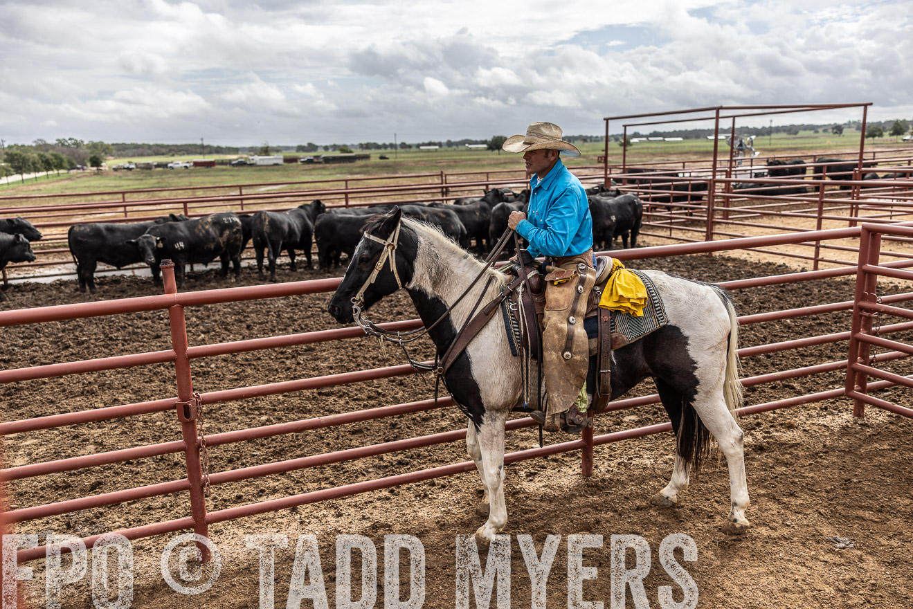TMyers_FallBullSale_Cameron_Oct2023-515632
