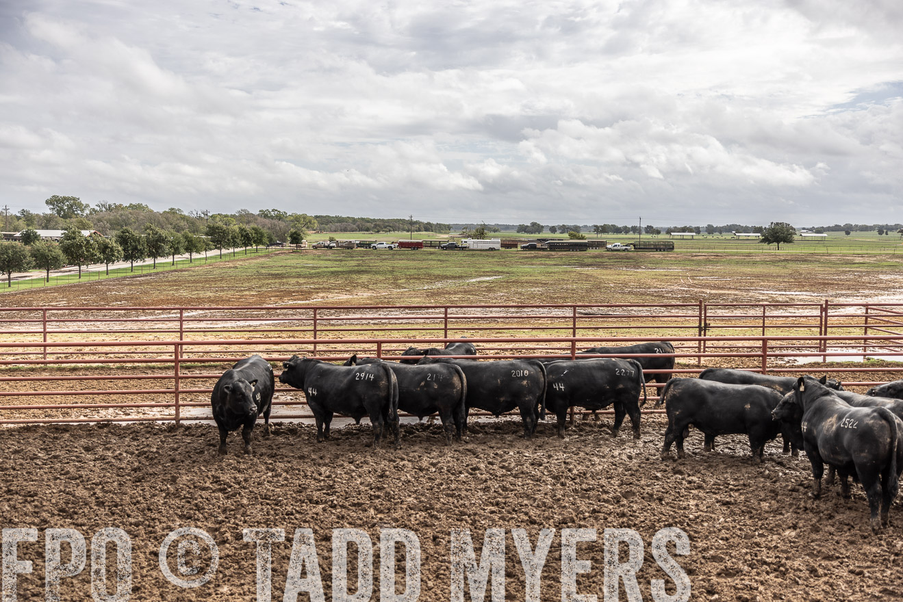 TMyers_FallBullSale_Cameron_Oct2023-515646
