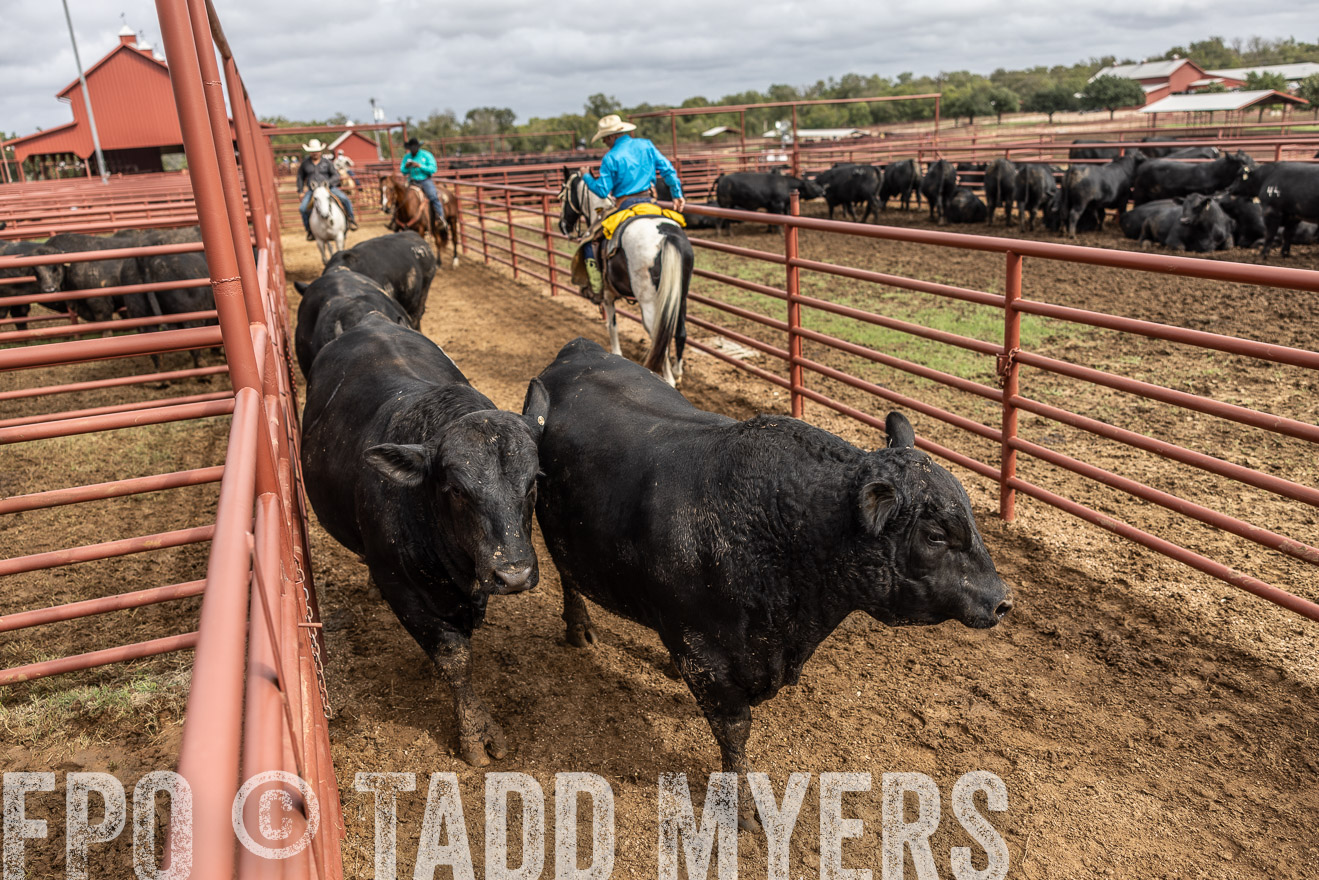 TMyers_FallBullSale_Cameron_Oct2023-515650
