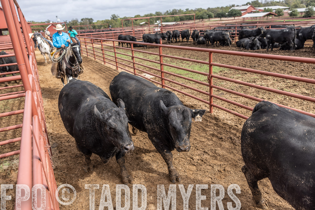 TMyers_FallBullSale_Cameron_Oct2023-515655