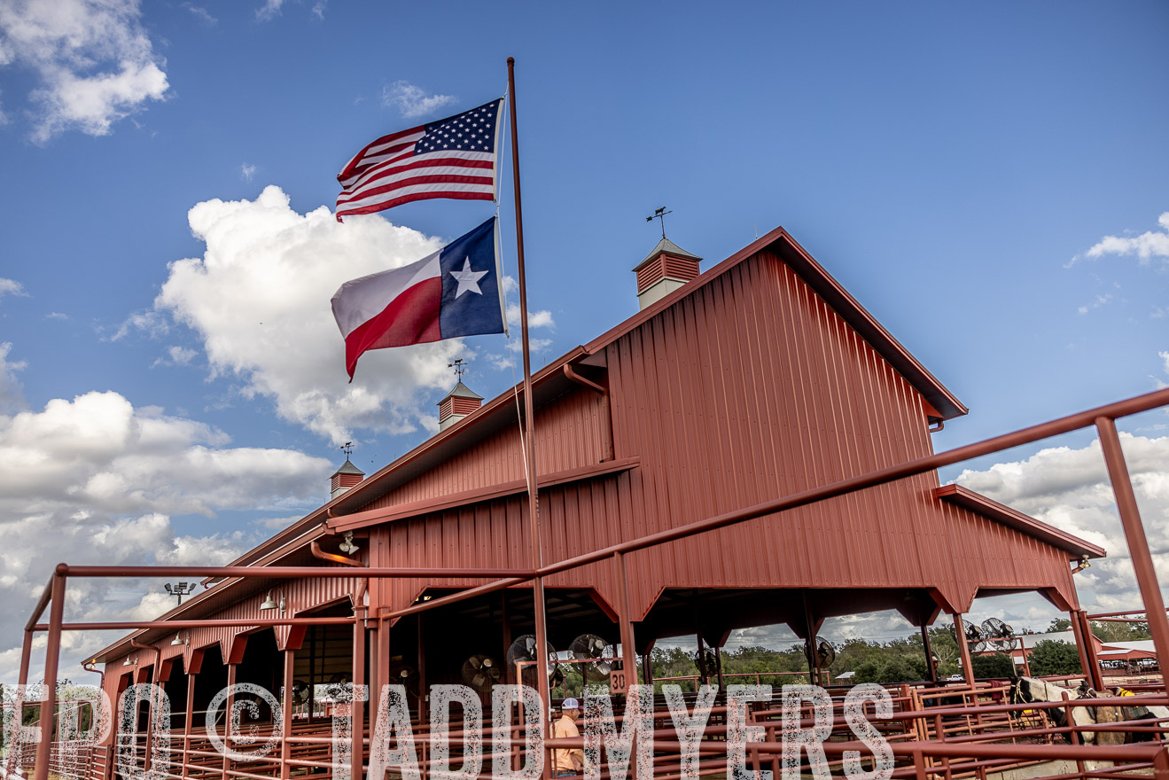 TMyers_FallBullSale_Cameron_Oct2023-515682
