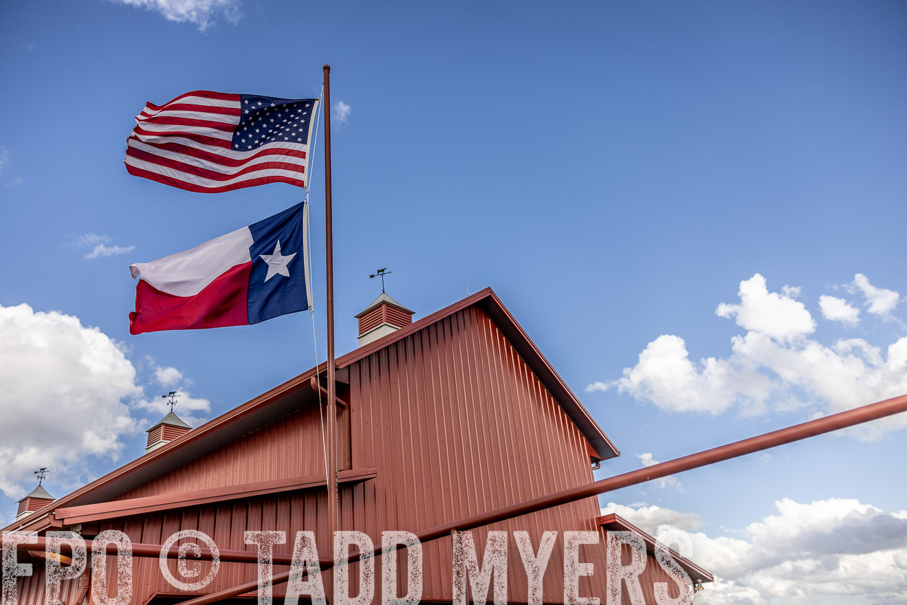 TMyers_FallBullSale_Cameron_Oct2023-515694