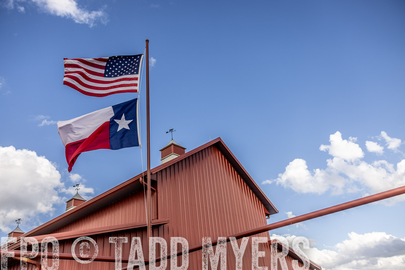 TMyers_FallBullSale_Cameron_Oct2023-515698