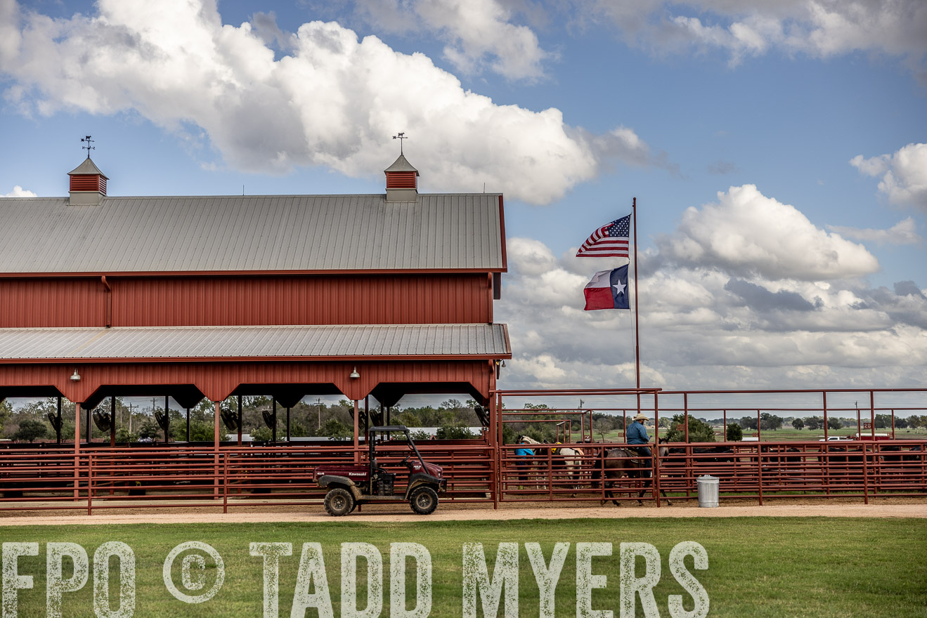 TMyers_FallBullSale_Cameron_Oct2023-515715