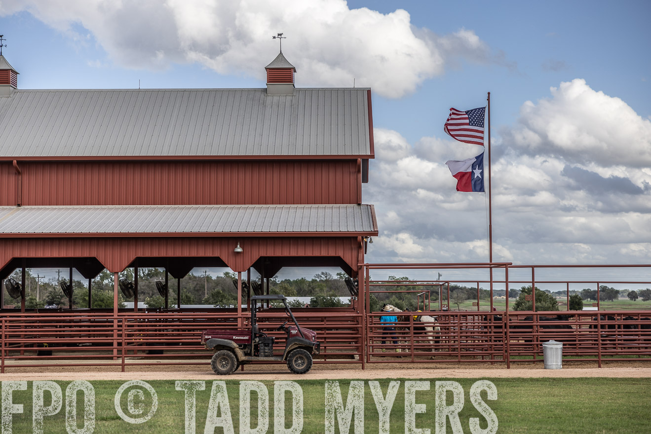 TMyers_FallBullSale_Cameron_Oct2023-515722