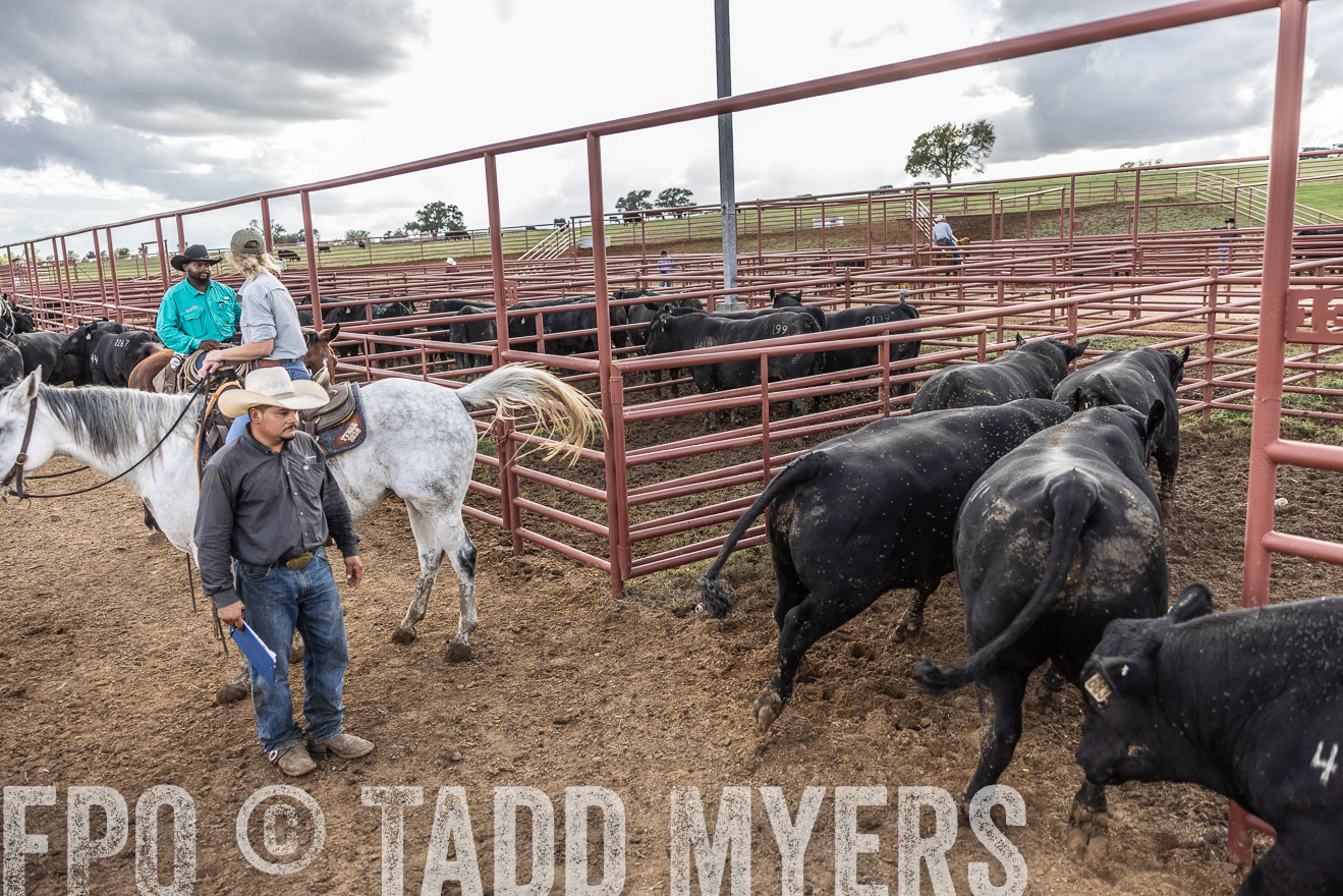 TMyers_FallBullSale_Cameron_Oct2023-515745
