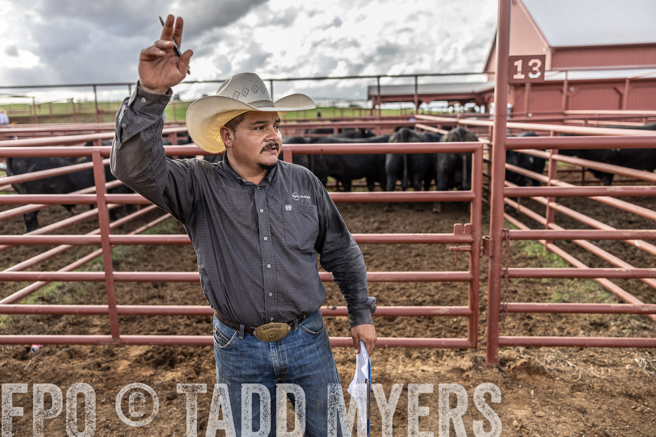 TMyers_FallBullSale_Cameron_Oct2023-515769