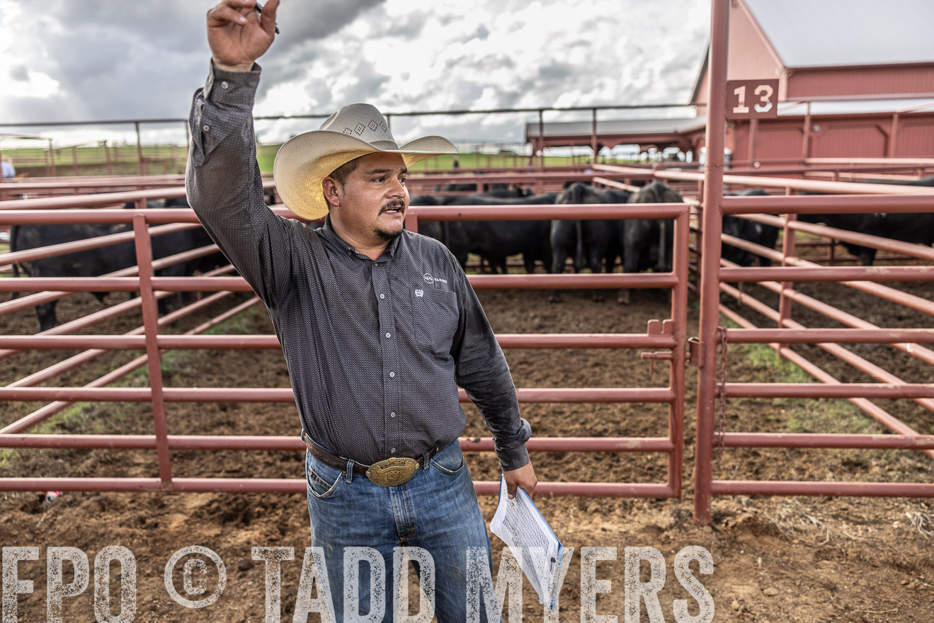 TMyers_FallBullSale_Cameron_Oct2023-515770