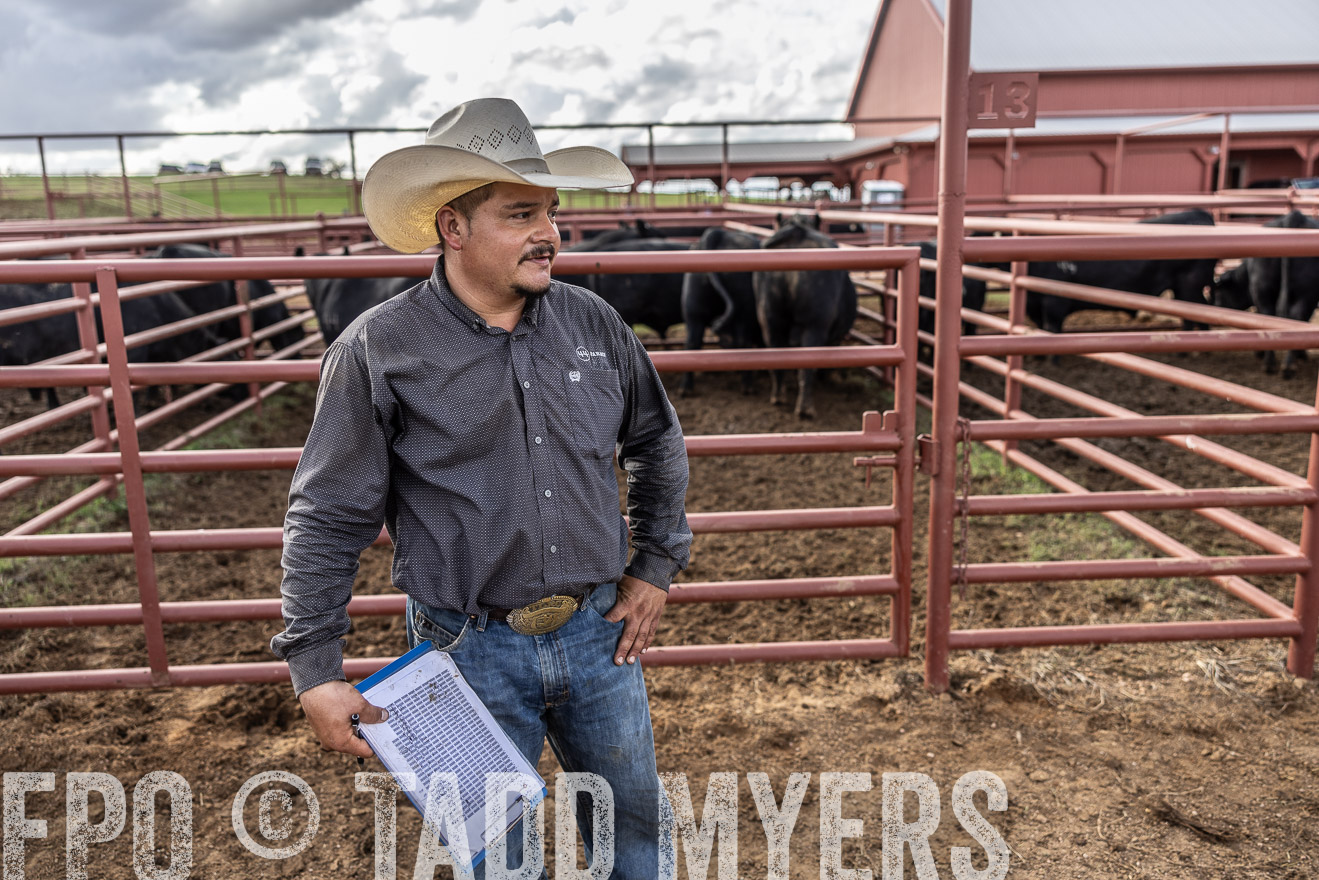 TMyers_FallBullSale_Cameron_Oct2023-515784