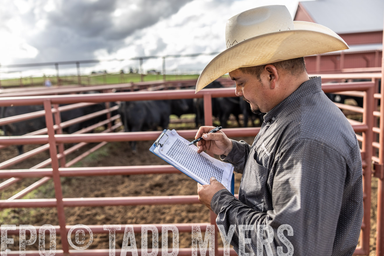 TMyers_FallBullSale_Cameron_Oct2023-515790