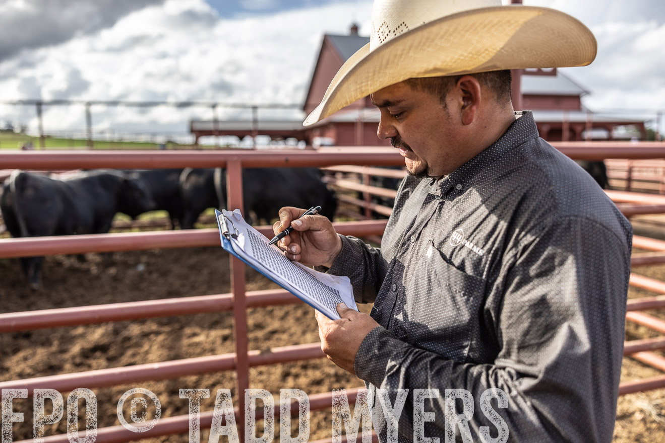 TMyers_FallBullSale_Cameron_Oct2023-515796
