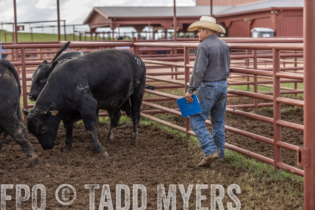 TMyers_FallBullSale_Cameron_Oct2023-515862