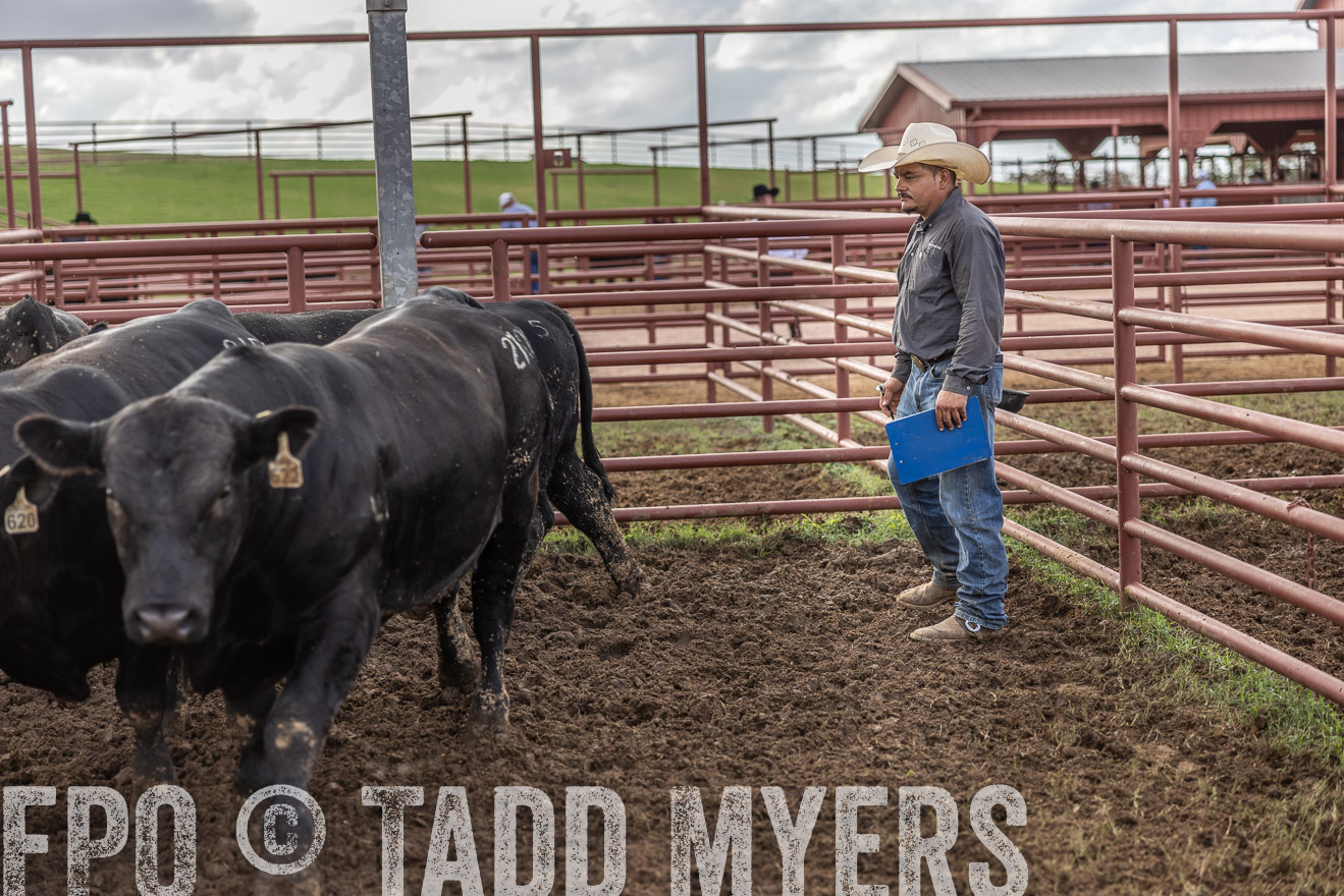 TMyers_FallBullSale_Cameron_Oct2023-515863