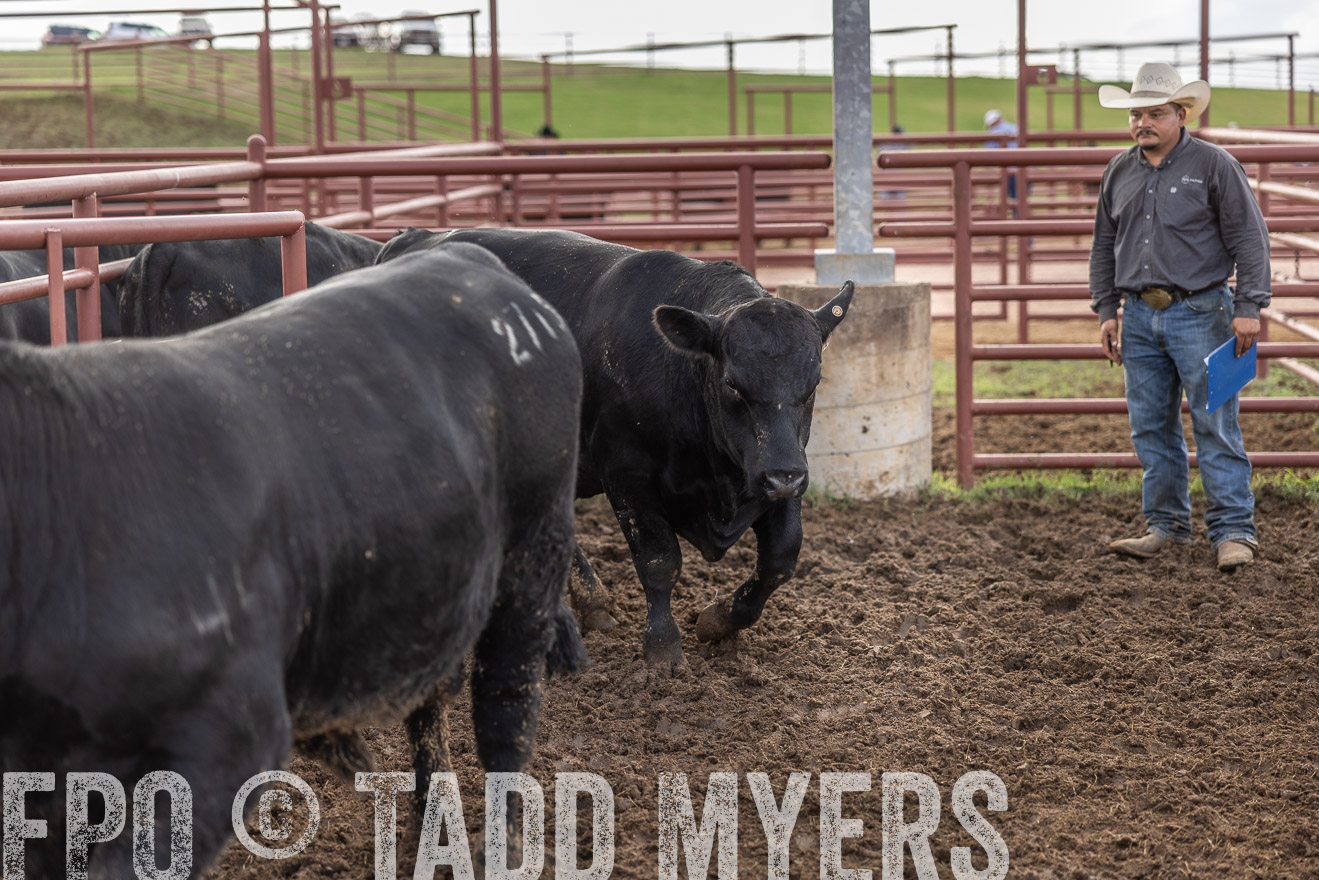 TMyers_FallBullSale_Cameron_Oct2023-515868